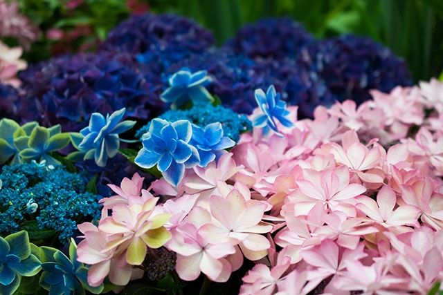 ハイドランジアは海外で品種改良されたアジサイ