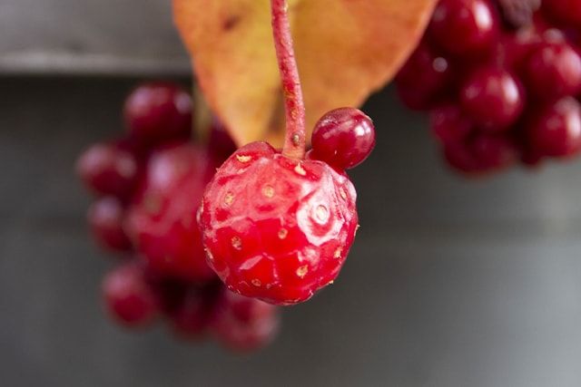 サネカズラは赤い実をつける植物！その特徴とは