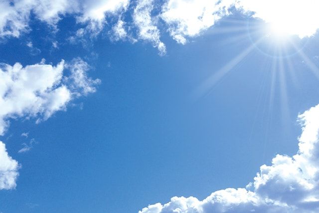 ヒメシャラに多いのは「夏枯れ」