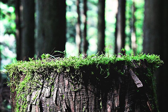 間伐にはこんな効果がある