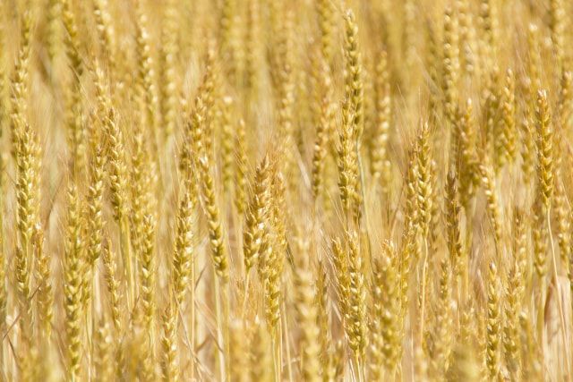 カラスノエンドウに効く雑草駆除方法