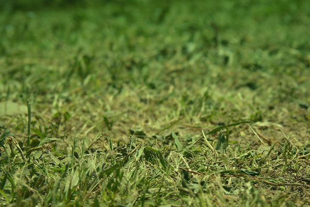 メヒシバに効く雑草駆除方法。芝生を残して駆除することもできる