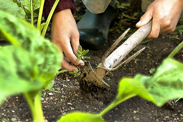 畑の草取り方法は特殊？根を残して草を刈ろう