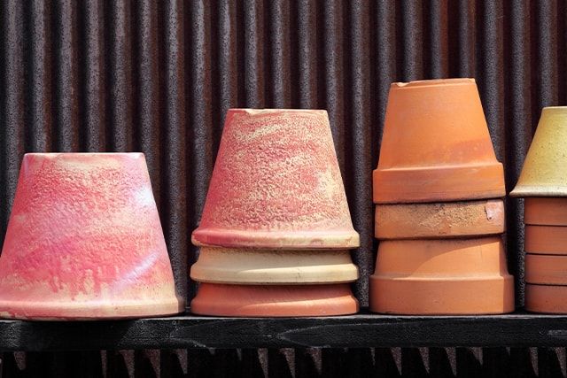 ハクロニシキの育て方