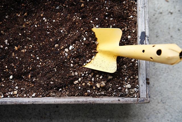ハイドランジアの正しい育て方①植える