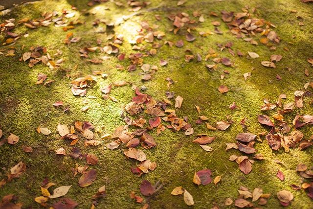 芝生が旺盛に成長する時期