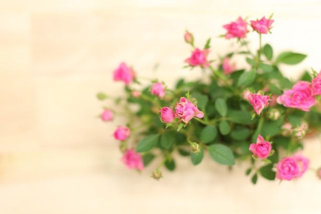 ミニバラの剪定時期①開花後の剪定