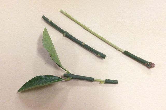 生垣にしたマサキの手入れ方法