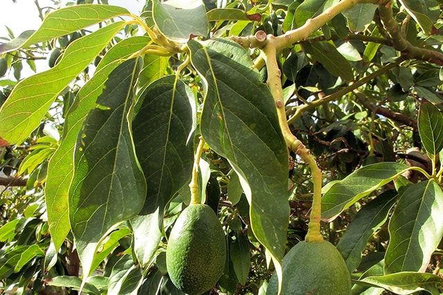 アボカドの大敵！害虫にはこんな種類がいます