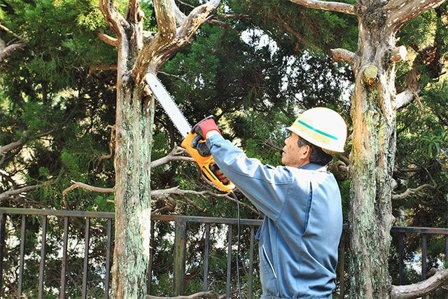 伐採のプロに頼む場合の流れ