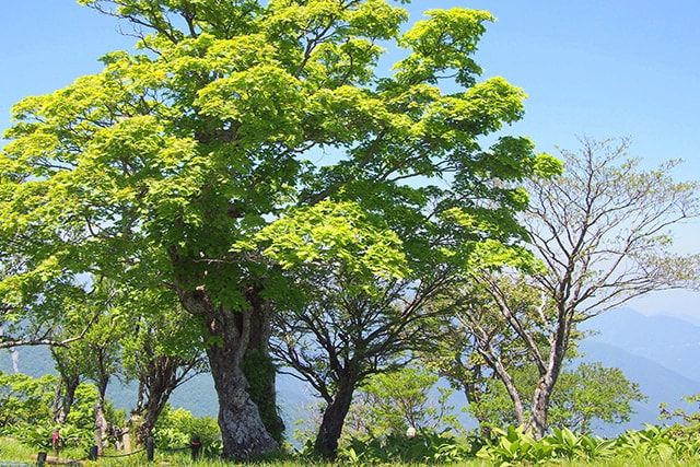 育ち過ぎないように剪定は毎年やろう