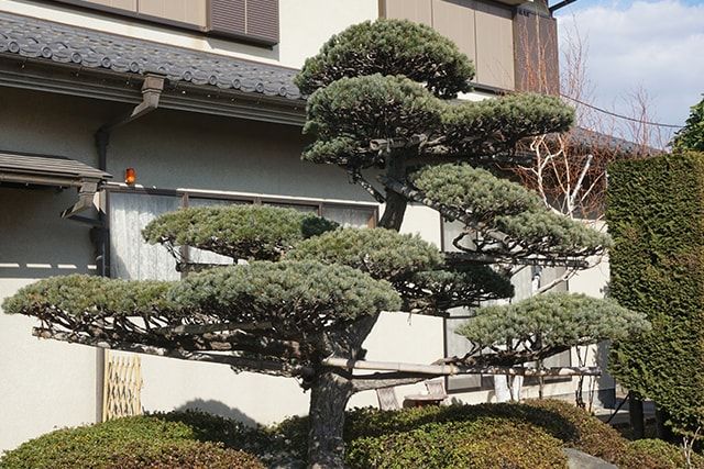 剪定で小さくできる場合も