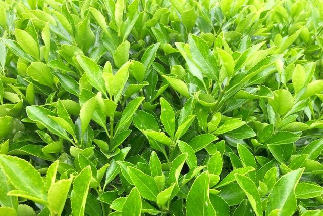 生垣のマサキを食い荒らす害虫