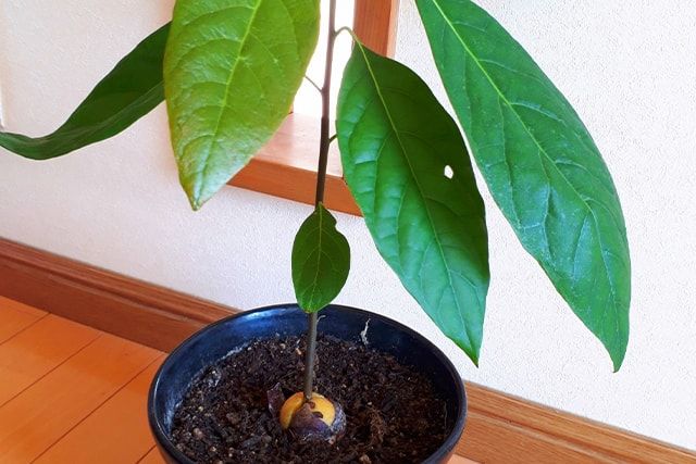アボカドを上手に育てるための豆知識