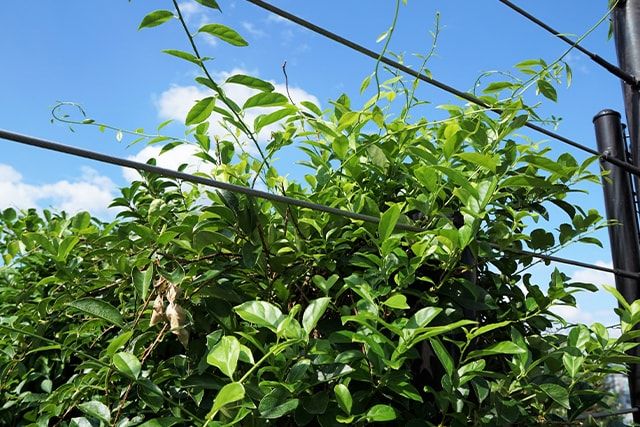 ツルウメモドキの害虫予防・剪定をしよう