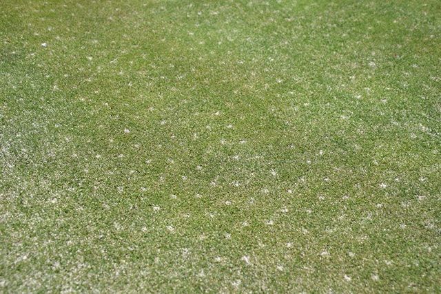 芝生の成長期にする手入れ