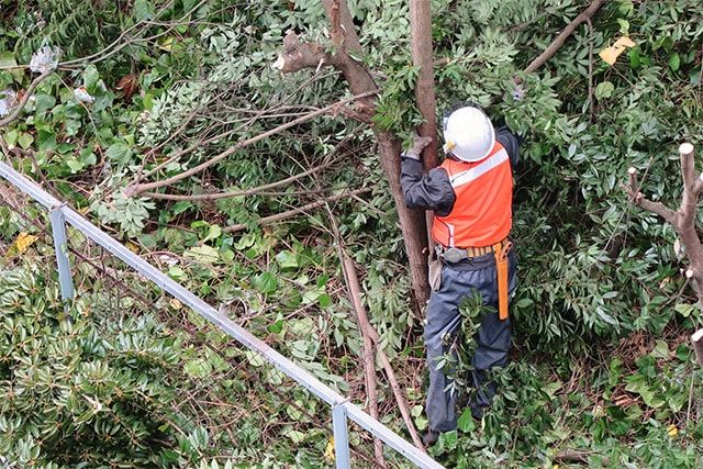 道路の支障木の伐採には注意が必要