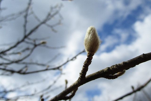 花を見たいなら剪定の方法に気をつけよう
