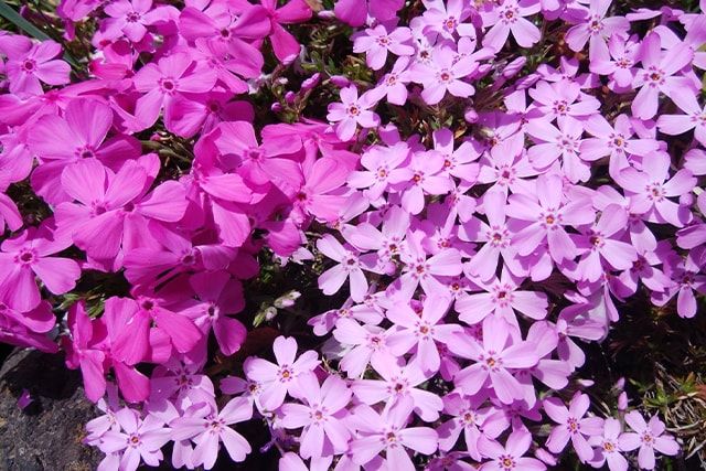 ガーデニングの雑草対策：植栽エリアで使える雑草対策