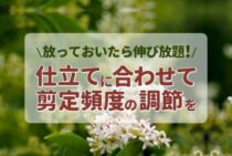 プリペットの剪定方法と育て方をご紹介！生垣として仕立てるコツも