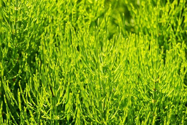 スギナ駆除は除草剤で！芝生でも使える除草剤やテクニックをご紹介