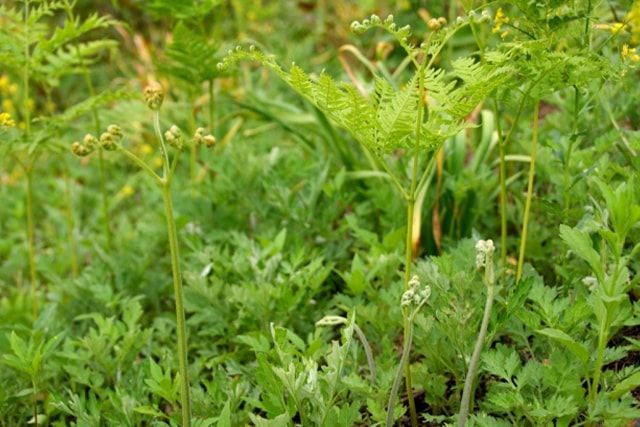 よもぎなど雑草の駆除方法で気をつけることとは？除草や防草について