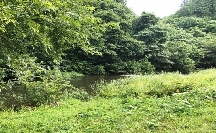 ホソアシナガバチ属には注意が必要！被害にあう前に駆除をしよう！