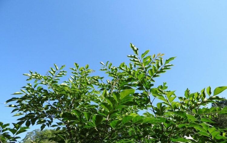 シマトネリコは蜂を引き寄せる！定期的なチェックで巣の早期発見を！