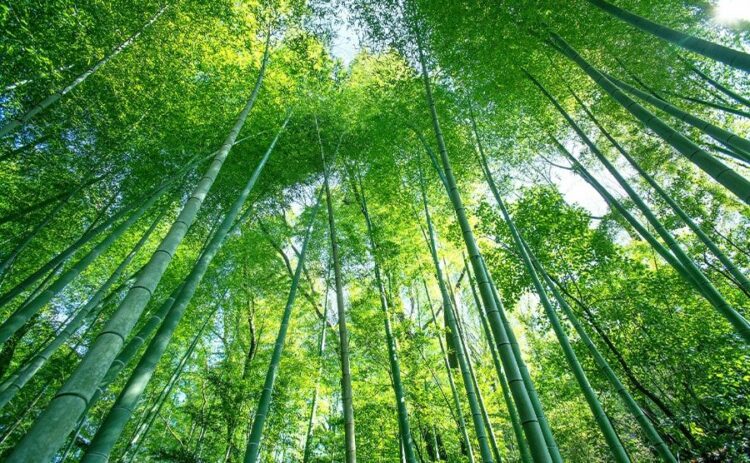 竹林の伐採には補助金が出ることも!竹の伐採費用はどれくらい?