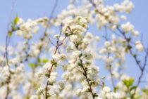 シジミバナは初心者にも育てやすい！白くてかわいい花を咲かせる方法