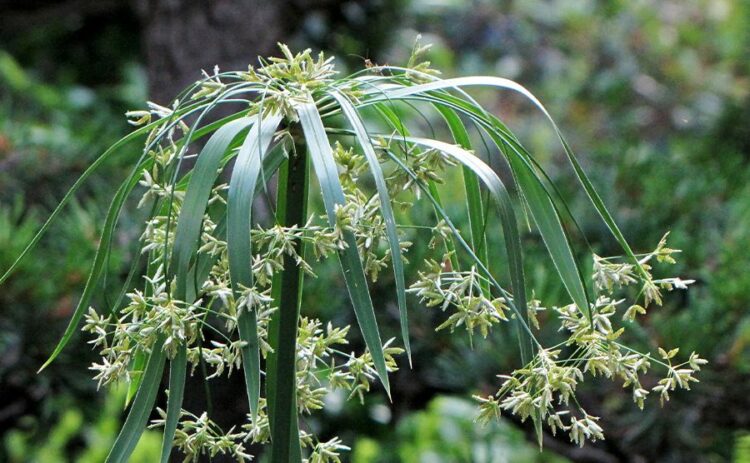 カヤツリグサは除草剤で駆除するのがおすすめ!適切に除草するために