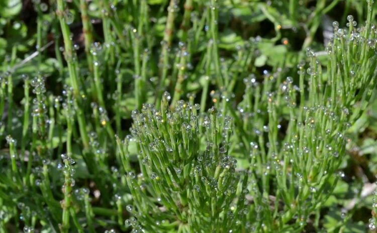 スギナ駆除は除草剤で!芝生でも使える除草剤やテクニックをご紹介