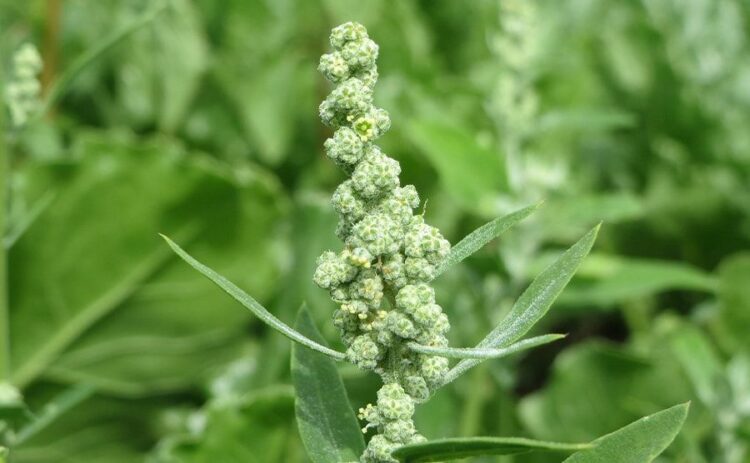 アカザや雑草の除草は何がおすすめ?成長の早い雑草を食い止める方法