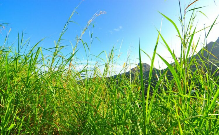 芝生が雑草だらけになってしまった!ここからキレイな庭を取り戻そう