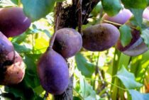 あけびを栽培してみよう！栽培方法や利用方法について詳しく解説！