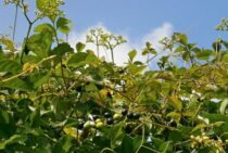 ヤブガラシはスズメバチを引き寄せる！雑草駆除でハチ対策をしよう！