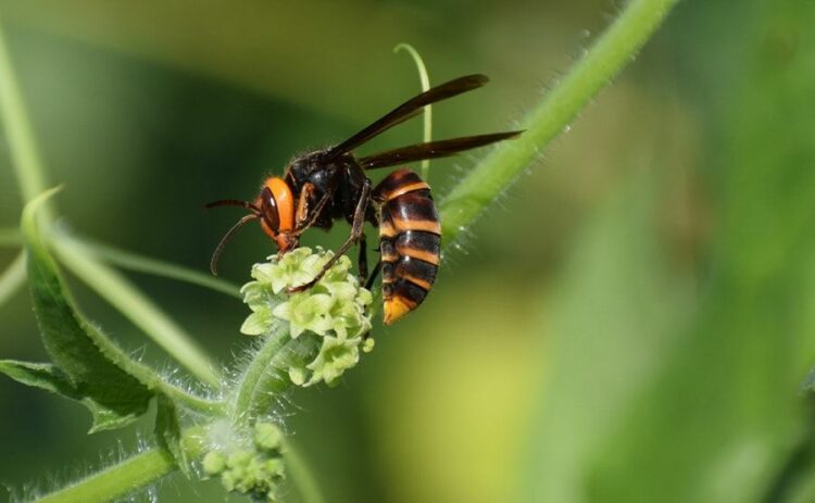 スズメバチは6月から活発化する？夏からは巣も大きくなるので危険！