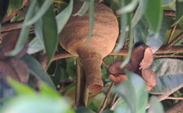 スズメバチの巣は種類によって場所が異なる！巣の場所から特定しよう