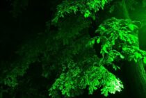 アシナガバチの巣は夜に駆除を！習性を学んで効率よくおこなおう！