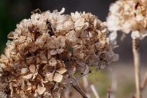 紫陽花が枯れる原因を解説！復活させる方法もあわせてご紹介します！