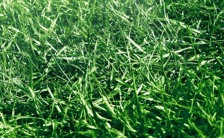 庭に芝生を植え付けよう！ポット苗を使えば用意する量が少なくて済む