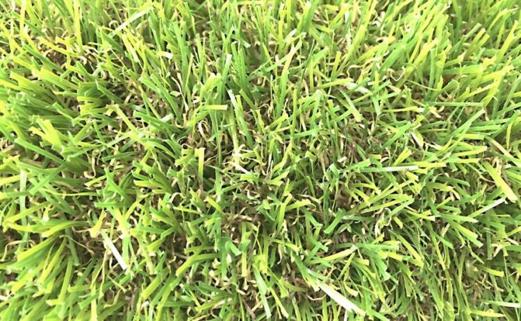 芝生が根付くまでの期間を知ろう!根付きをよくする方法と注意点まで