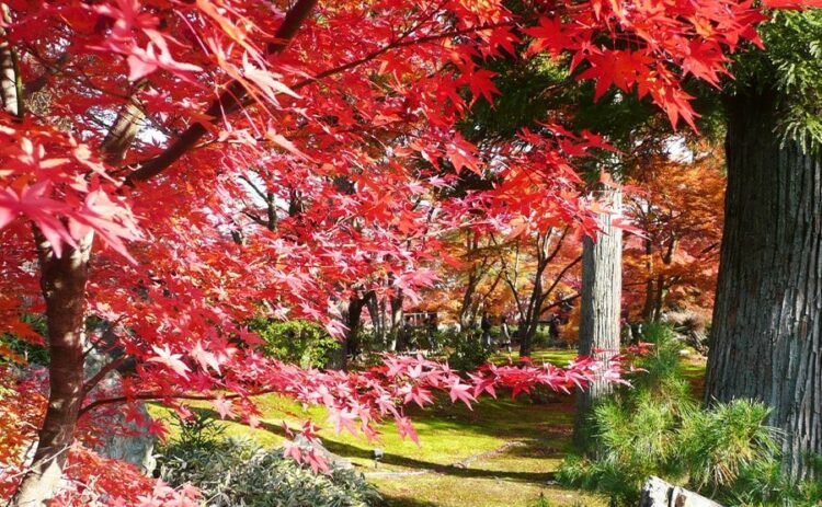 モミジの強剪定は11月から12月に!