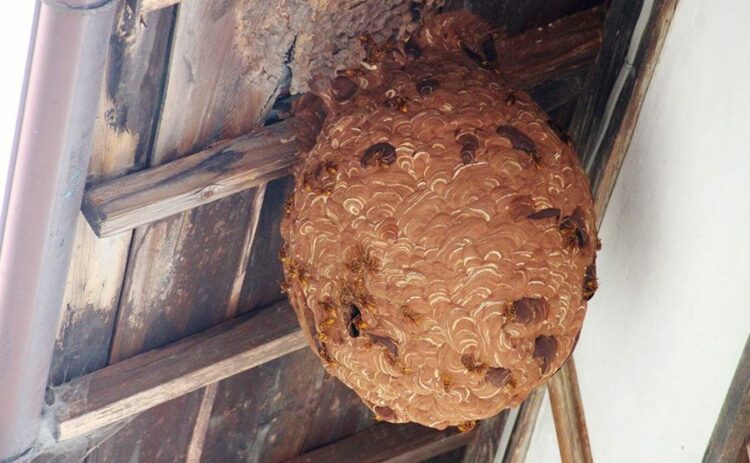 隣の家に蜂の巣ができたらどうする？パターン別の相談先を紹介します