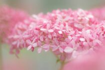 人気のピンク色のアナベルを育てよう！剪定も簡単で育てやすい