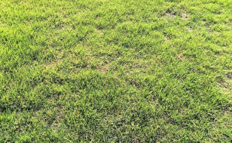 天然芝の価格は人口芝に比べてお手頃