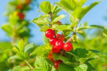 ユスラウメは剪定と実の間引きが大切！その育て方のポイントとは？