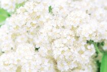 コデマリとユキヤナギの見分け方！お手入れ方法にも違いはあるのか？