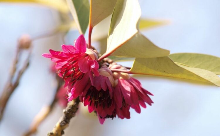ロドレイアの剪定は花後が適期。育て方と特徴。