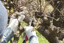 徒長枝を放っておくと大変なことに！その理由と剪定方法を解説します